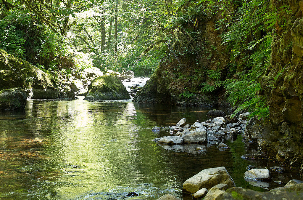 A New Dawn for Forestry in Oregon