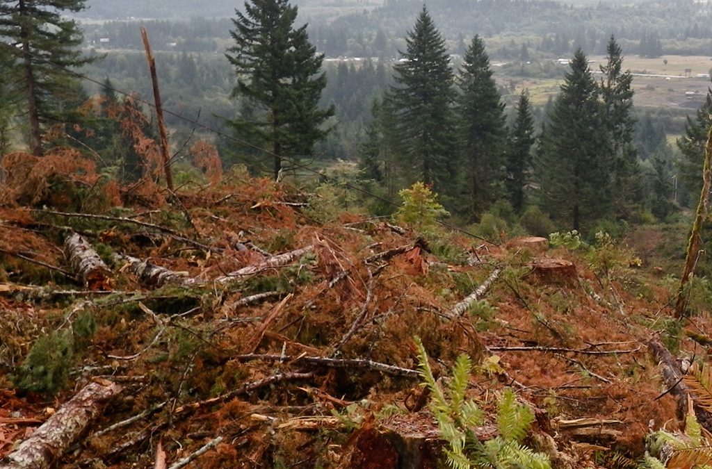 Forest-powered biofuel flight heads to Washington, D.C.