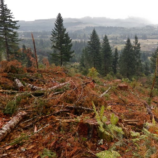 Forest-powered biofuel flight heads to Washington, D.C.