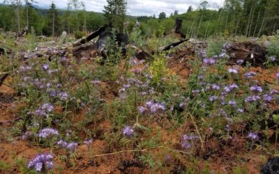 Hampton Lumber’s North Coast Pollinator Project in Full Bloom