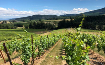 Hampton Purchases Fennwood Vineyard in Yamhill-Carlton