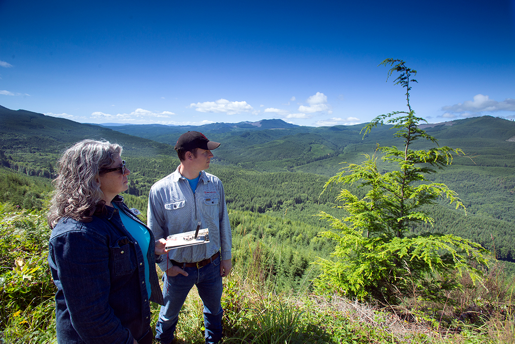 Executives looking at forest