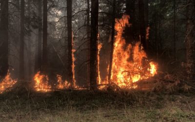 Restoring Oregon’s forests after devastating wildfires