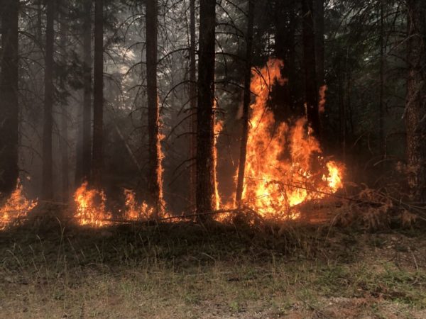 Restoring Oregon’s forests after devastating wildfires