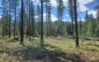 Mission Restoration Project Underway to Increase Ecological Health and Resiliency in the Okanogan-Wenatchee National Forest